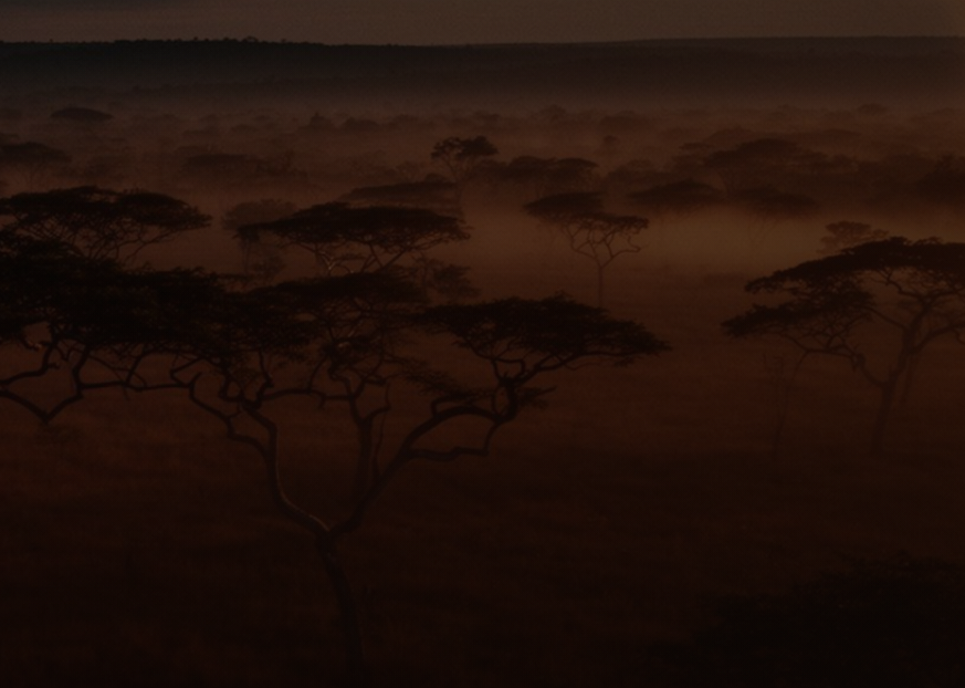 Floresta cinematográfica ao entardecer